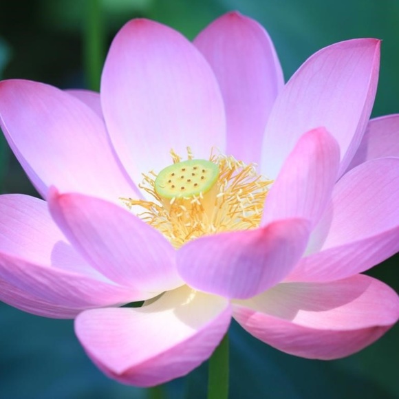 Meet your Posher,Emmy - Picture 1 of 1